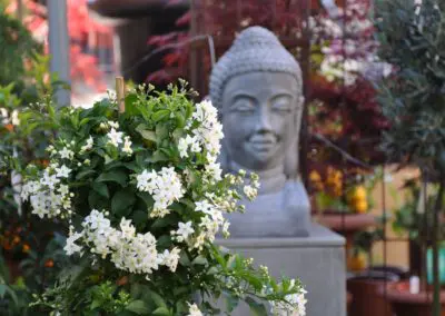 Buddha Solanum jasminoides