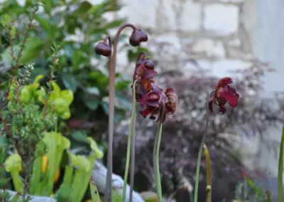 Carnivoren Fleischfresser Blüte