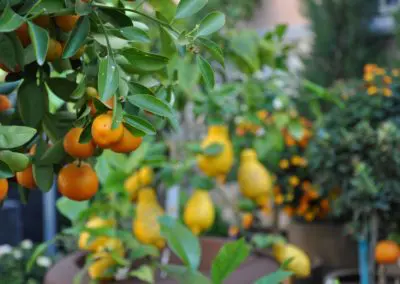 Citrus mitis