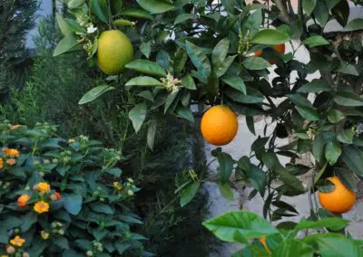 Citrus sinensis Orangenbaum