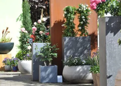 Division Naturbeton Solanum Jasminoides