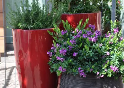 Premium Luna rubinrot