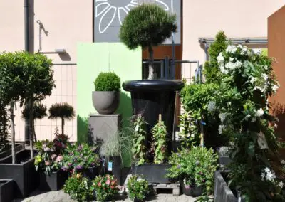 Saturn Atelier Vierkant Pinus Hochstamm