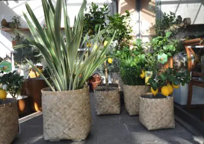 Mediterrane Kuebelpflanzen