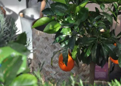 Orangenbaeumchen Duften Suess