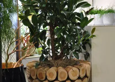 Tolles Gefaess Fuer Zimmerpflanzen