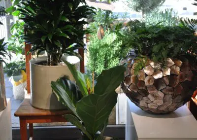 Zimmerpflanzen In Tollen Gefaessen