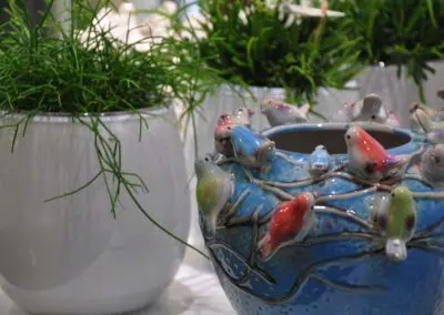 Zimmerpflanzen Interessante Gefaesse