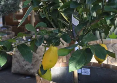 Zitronenbaum Fuer Terrasse